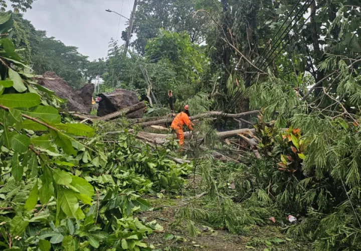 Caída de árbol afectó sistema eléctrico.