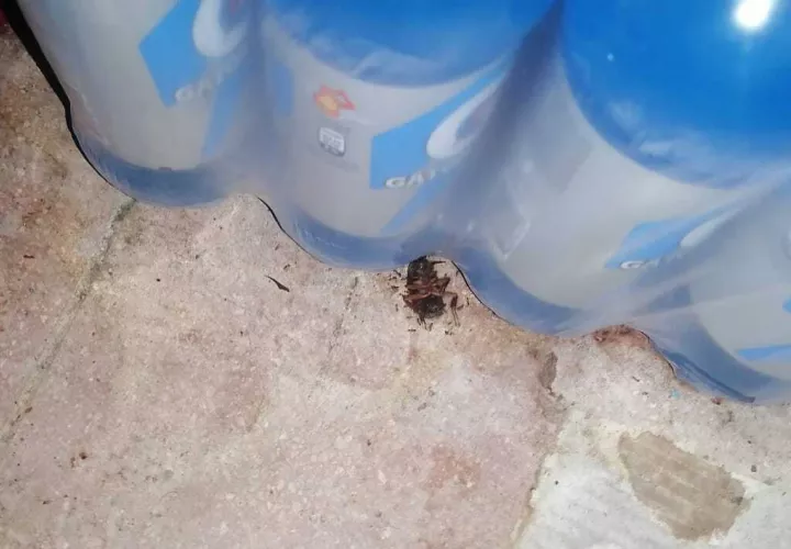 Cucaracha entre las bebidas.