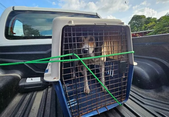 El hombre además de matar al perro con un arma blanca, también lo descuartizó.  /  Foto ilustrativa: Eric Montenegro 