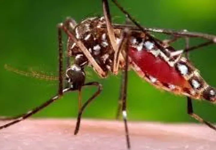 La fiebre amarilla es una enfermedad viral aguda transmitida por la picadura de mosquitos infectados. En áreas urbanas, el vector principal es el Aedes aegypti.