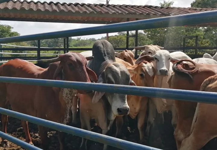 La “Operación Holstein 1” fue planificada en respuesta a una reunión sostenida con representantes de la Asociación Nacional de Ganaderos (ANAGAN).  /  Foto: Eric Montenegro