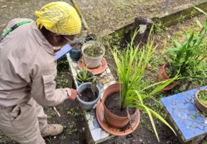 El Minsa recomienda a la población eliminar los criaderos del mosquitos.