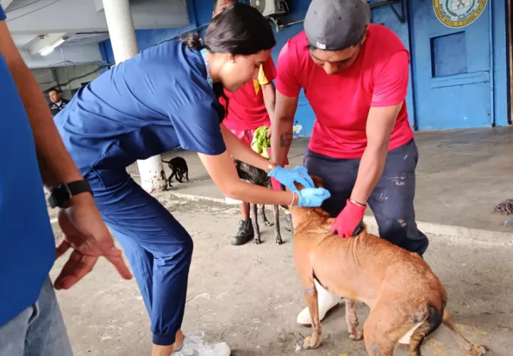  Atienden población de perros y  gatos en penal de Colón.