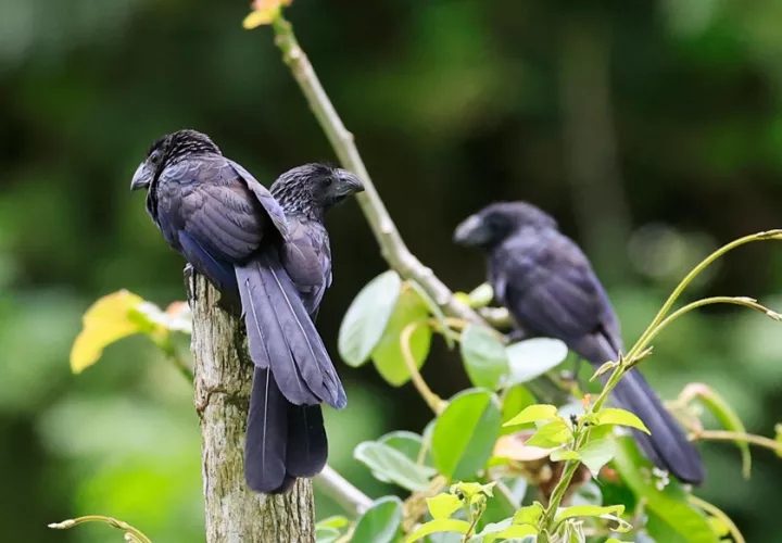 Aves 'Groove-billed Ani' en Gamboa. Foto: EFE
