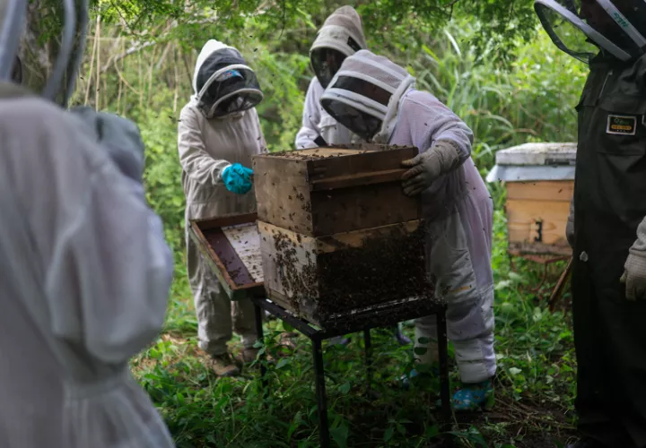Integrantes de la Asociación de Mujeres Amantes del Manglar (Amuram) inspeccionando paneles de abejas. Foto: EFE