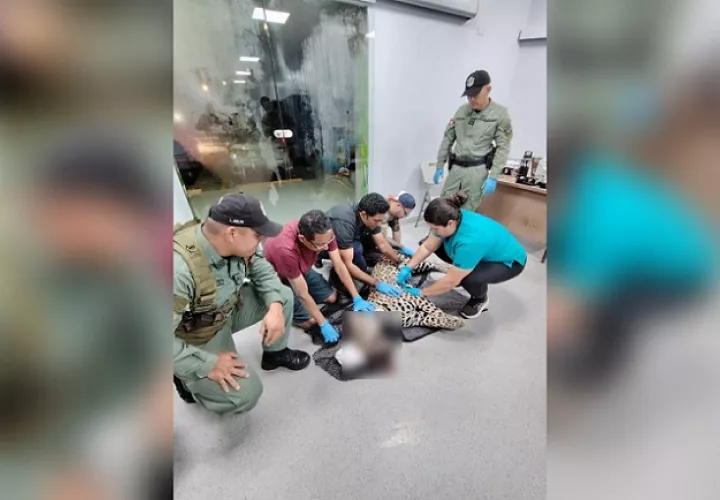 El jaguar fue atropellado en la autopista Panmá-Colón.  /  Foto: MiAmbiente