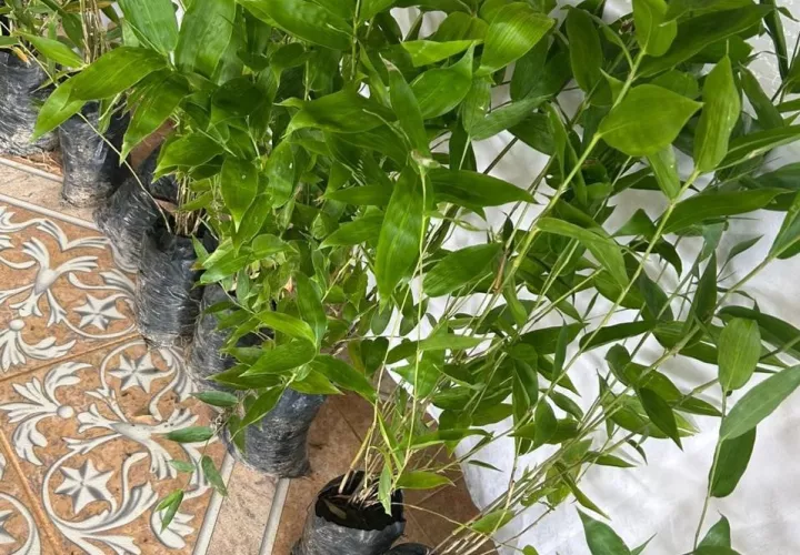 Instalan mesa técnica para reconocer el bambú como nuevo cultivo agropecuario. Foto: Cortesía