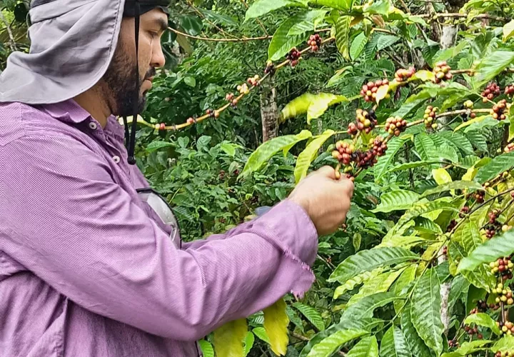 Técnicas del cultivo de café en finca experimental.