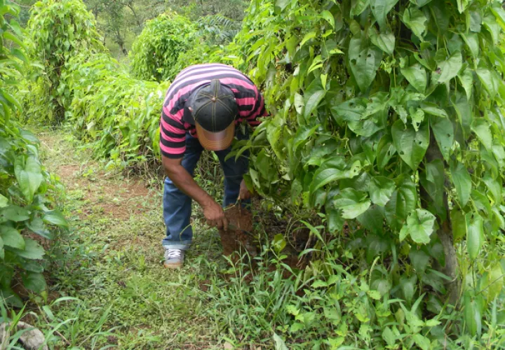 La ley que crea centro agroindustrial y bioeconómico a la espera en la Asamblea Nacional.
