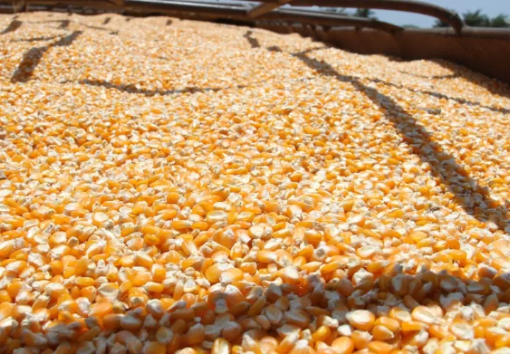 Fortalecen estrategias para impulsar producción de maíz en Herrera y Los Santos. Foto: Cortesía