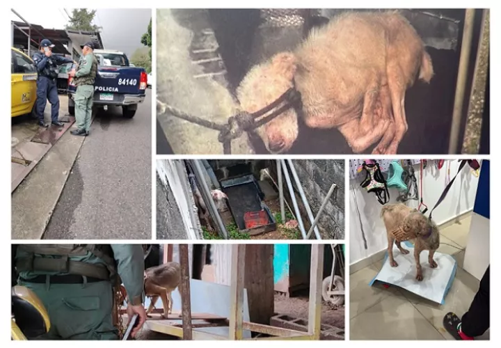 Fue gracias a una denuncia realizada a través de redes sociales, donde se divulgó el estado de maltrato en el que este perro era mantenido.  /  Fotocomposición: PN