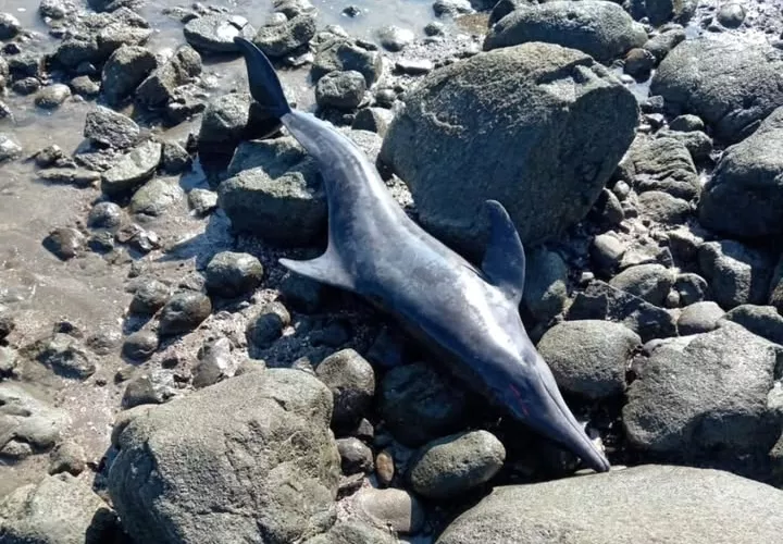 MiAmbiente recordó que la costa de Los Santos es una de las zonas con más registros de varamientos en el país
