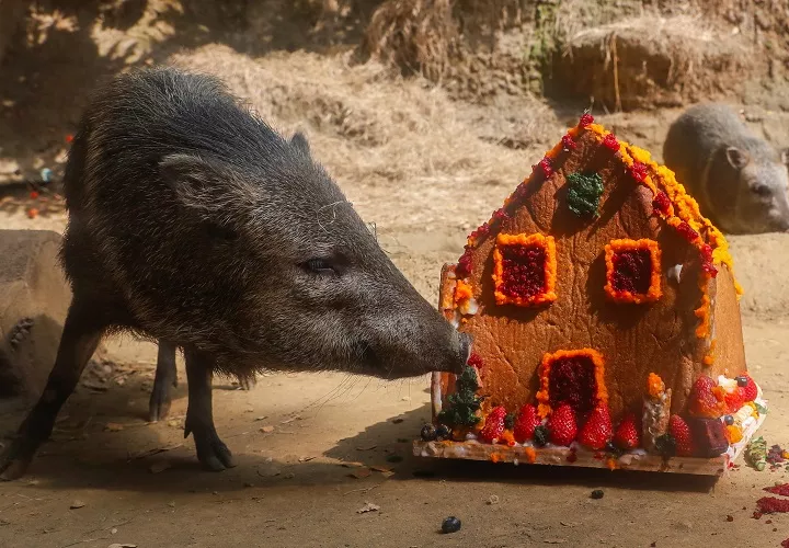 Un tatabro huele un pastel en forma de casa en el Zoológico de Cali. Foto/EFE
