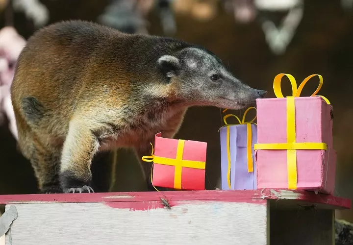 Un cusumbo andino busca comida entre decoraciones navideñas con trozos de carne y frutas ocultos en el Zoológico de Cali. Foto/EFE