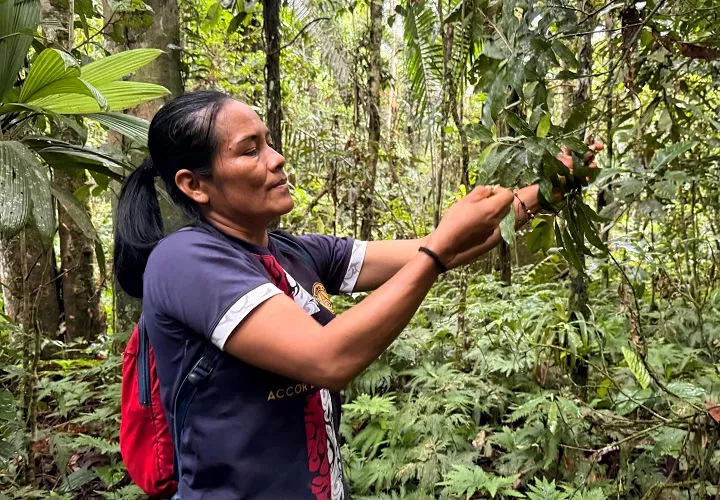 Durante 2025, el esfuerzo se concentró primero en asegurar que las plantas sembradas sobrevivieran, antes de retomar la recolección de nuevas semillas en el último trimestre del año, con la mirada puesta en ampliar la siembra en 2026. Foto: EFE