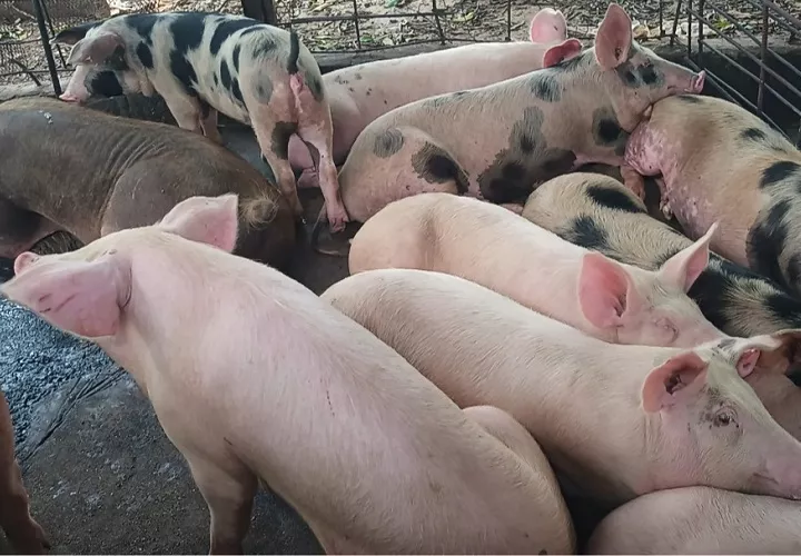 Los porcicultores hicieron un llamado a las autoridades para abrir un espacio de diálogo que permita revisar estas leyes y buscar soluciones consensuadas. Foto. Ilustrativa