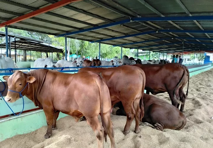 La Comisión Agropecuaria, resaltó que este año se alcanzará un récord histórico de participación ganadera, con al menos 70 u 80 animales más que en la edición anterior. Foto. Thays Domínguez