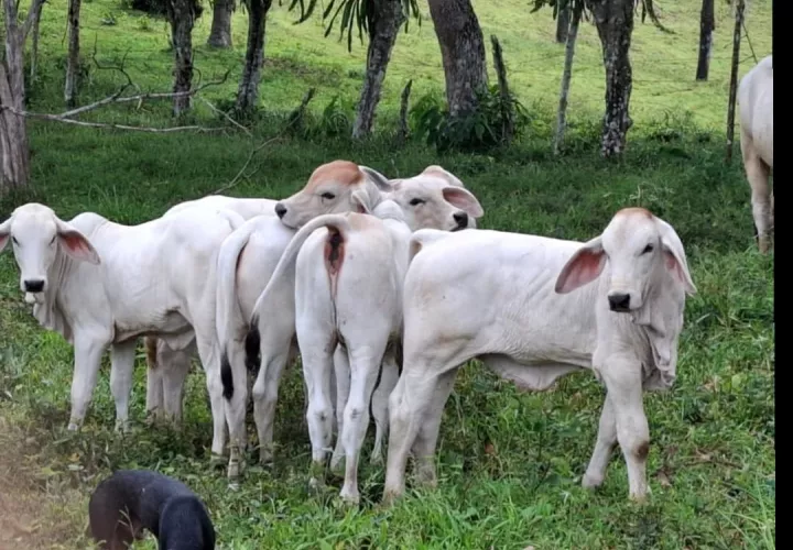 El programa contribuyan al fortalecimiento del sector pecuario. 