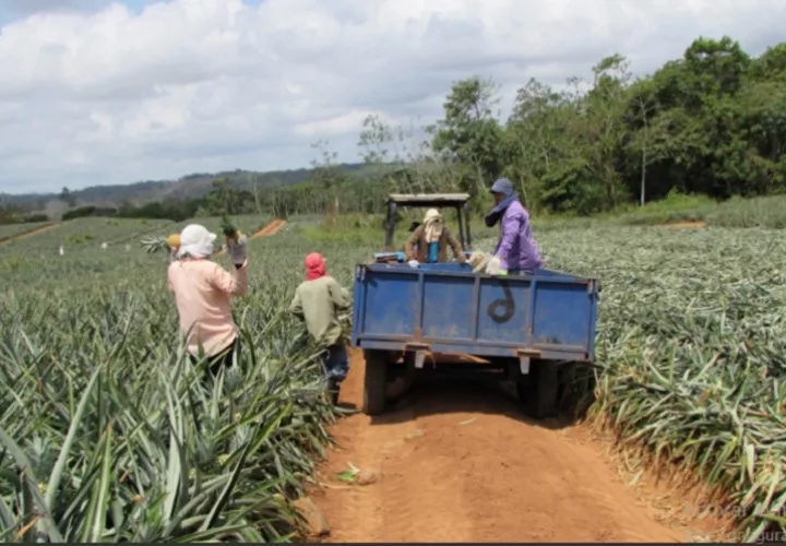 La Asociación de Productores de Piña de La Chorrera mantiene 2 mil hectáreas de cultivo. El año 2025 se exportaron 750 contenedores