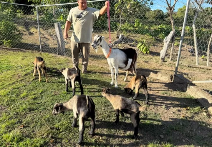 El Mida reportó el histórico nacimiento de los quintuples caprinos por inseminación artificial 