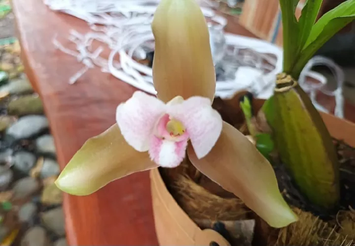 Personas dedicadas a la protección ambiental trabajan de manera constante para preservar y reproducir estas delicadas especies. Foto. Melquíades Vásquez