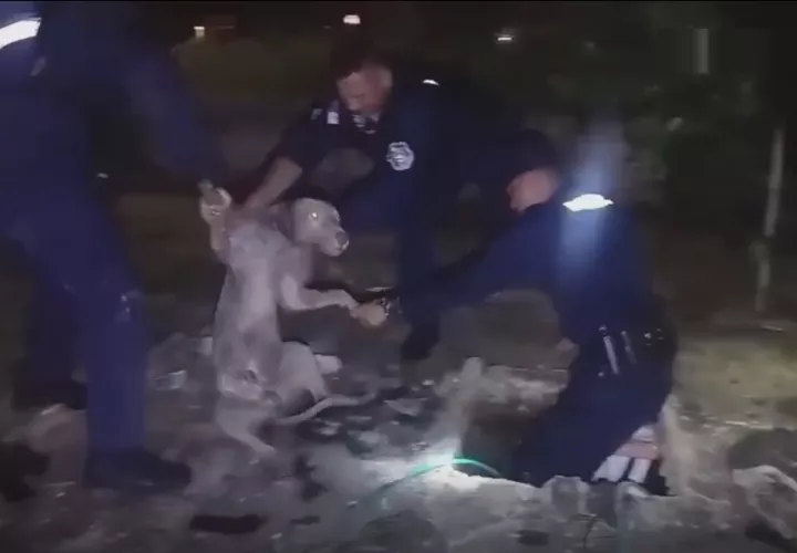 El perro no sufrió lesiones.  /  Foto: PN