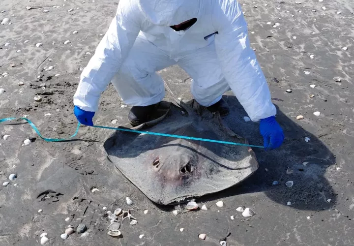 Se recomendó a la población que, ante el hallazgo de fauna marina, evite la manipulación directa de los cuerpos.