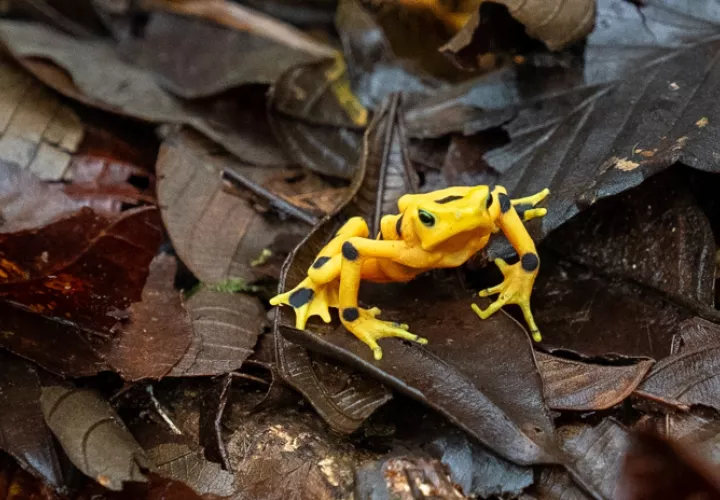 Rana dorada panameña (Atelopus zeteki) recientemente liberada por el Proyecto de Rescate y Conservación de Anfibios de Panamá. Foto: Ana Endara