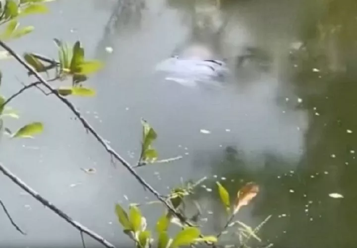 Los residentes del sector se preguntan qué le pasó.  /  Captura de video: Noticia del Este