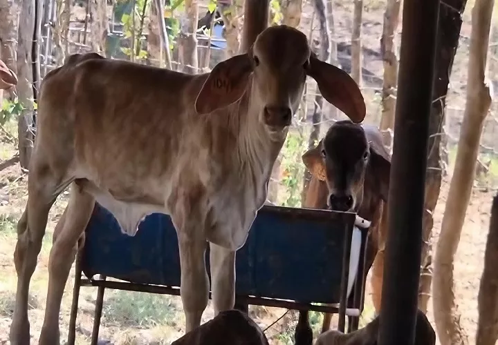 Los fuertes vientos característicos de esta época contribuyen a que las fuentes hídricas se sequen con mayor rapidez. Foto. Melquíades Vásquez