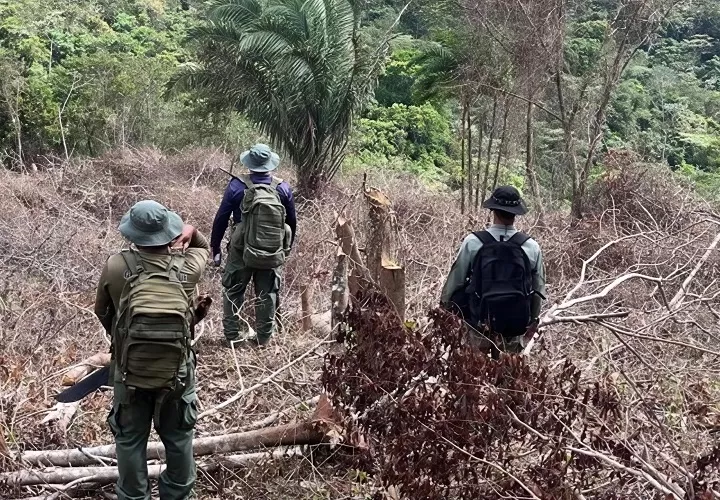 Hasta ahora, no se ha logrado ubicar a los responsables de la tala, pese a las labores de inspección y seguimiento realizadas en el área.