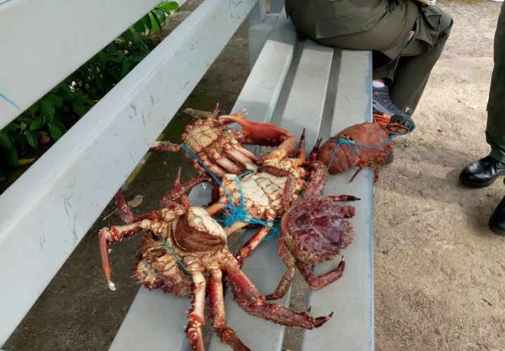  Las autoridades lograron el rescate de diversas especies, entre ellas centollas y langostas con huevas, las cuales fueron liberadas en su hábitat natural. Foto. Cortesía