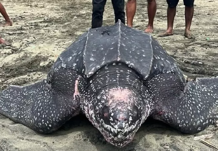 Algunos residentes se encontraban limpiando la playa por el sargazo en las costas cuando vieron al reptil y procedieron a ayudarla para que regresara al mar. Foto. Cortesía