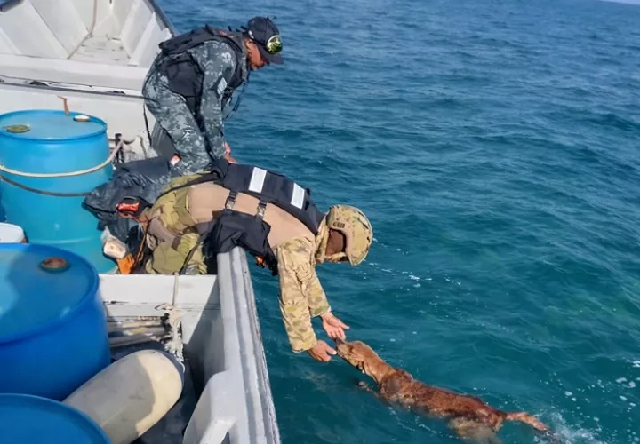 Se desconoce cómo el perro llegó a esta área en el mar. /  Foto: Diómedes Sánchez