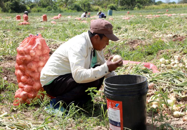 Los fondos fueron destinados a la compra de semillas, insumos agrícolas y sistemas de riego. 