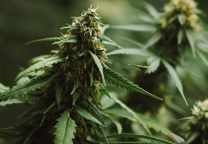  La reclasificación inmediata de la marihuana aprobada por la Administración de Alimentos y Medicamentos de los Estados Unidos (FDA) y de la marihuana con licencia estatal", que ahora pasará de la categoría I. 