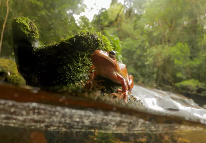 Rana arbórea tropical Boana faber junto a un arroyo del Bosque Atlántico en Brasil. Foto: Augusto Gomes / João Marcos Rosa