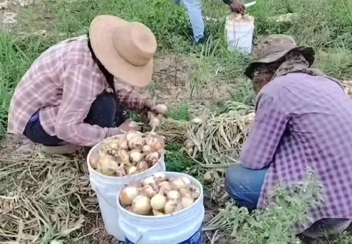 En Natá se cultivan aproximadamente 173 mil hectáreas de cebolla.