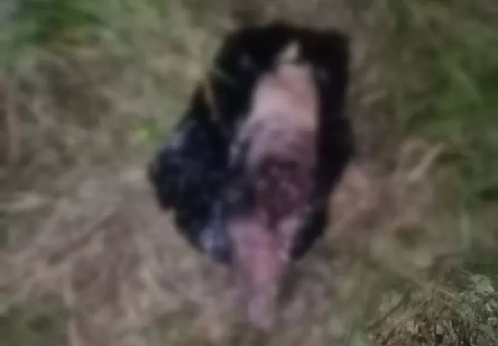 La dueña del can está solicitando a las autoridades que se investigue este caso de crueldad animal.  /   Foto: arexiosantos_