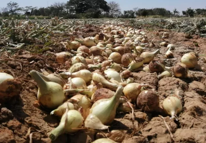 El llamado tiene como objetivo evitar la pérdida de producción nacional y extender la vida útil de los rubros.