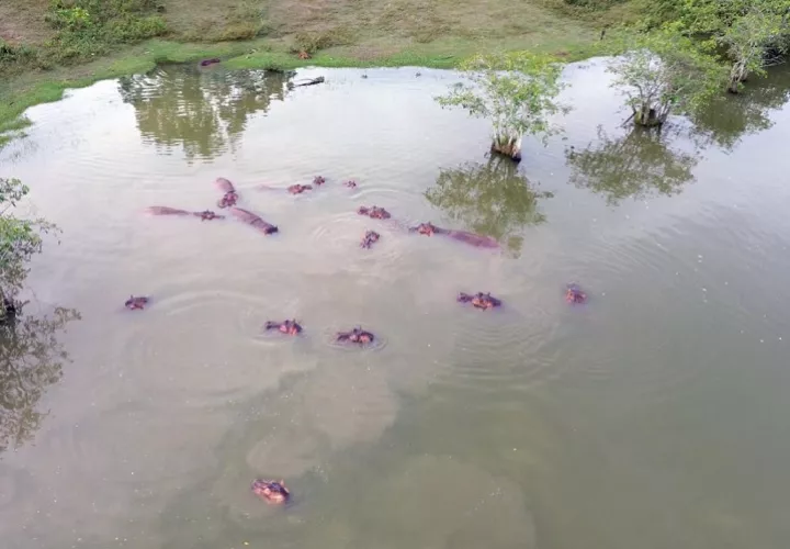 El operativo implicaría una travesía aérea de unos 15,000 kilómetros desde Colombia hasta Jamnagar y podría costar alrededor de tres millones de dólares. Foto. EFE
