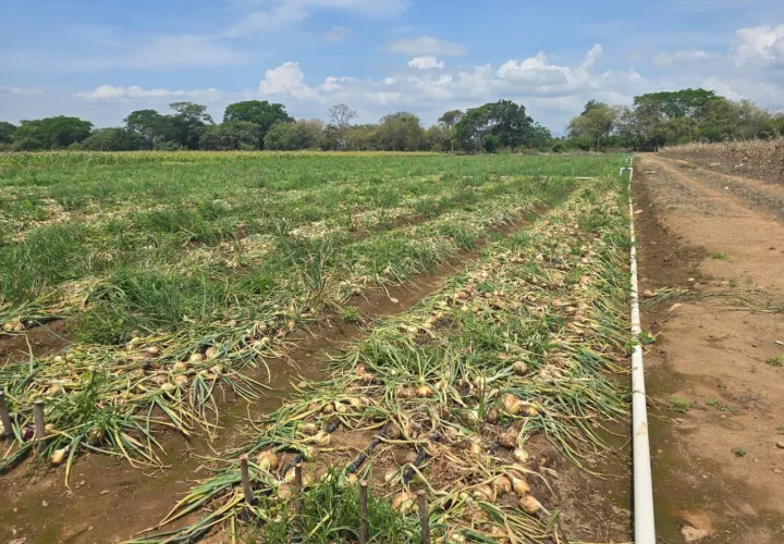 Cultivo de cebolla. Foto: Cortesía