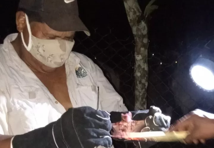 El equipo del MIDA logró la captura de 39 hematófagos en cuatro rebaños ubicados en las comunidades de Quebradón, Escobal, La Estrella y La Escoba. Foto. Cortesía