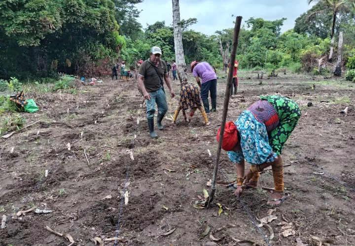 La agrupación desarrolla programas enfocados en la siembra de yuca, granos básicos y musáceas, buscando garantizar la soberanía alimentaria