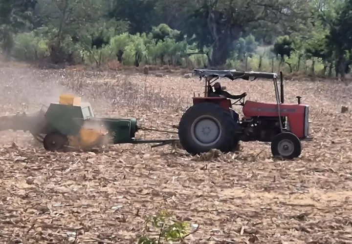 Ríos como el Guararé, Perales y Cacao presentan niveles muy bajos de agua, lo que limita la capacidad de los productores para enfrentar la prolongada temporada seca.