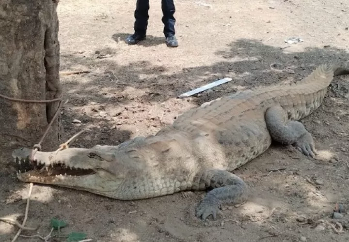 Se realiza un estudio para deteminar la población de estos reptiles