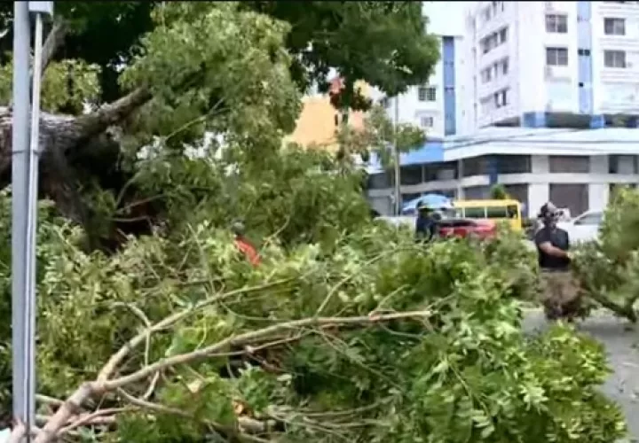 No se reportaron heridos ni afectaciones por la caída del árbol.