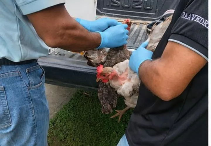 Se tomaron muestras de 60 aves en los corregimientos de Puerto Lindo y Portobelo, como parte del control sanitario que se mantiene en zonas rurales con producción avícola.