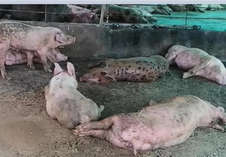 Los porcicultores hicieron un llamado al Instituto de Mercadeo Agropecuario (IMA) para que amplíe el programa especial de venta de carne de cerdo