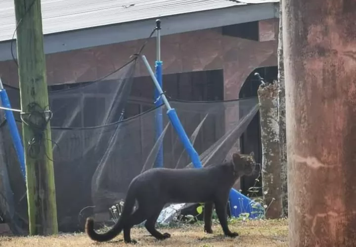 Los denunciantes socilitan que se inspeccione la zona, identifique la especie reportada y adopten las medidas necesarias.  /  Foto ilustrativa: Mi Ambiente